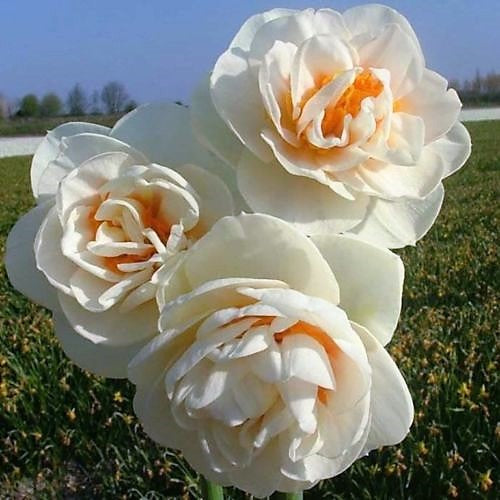 Daffodil - Gaytime