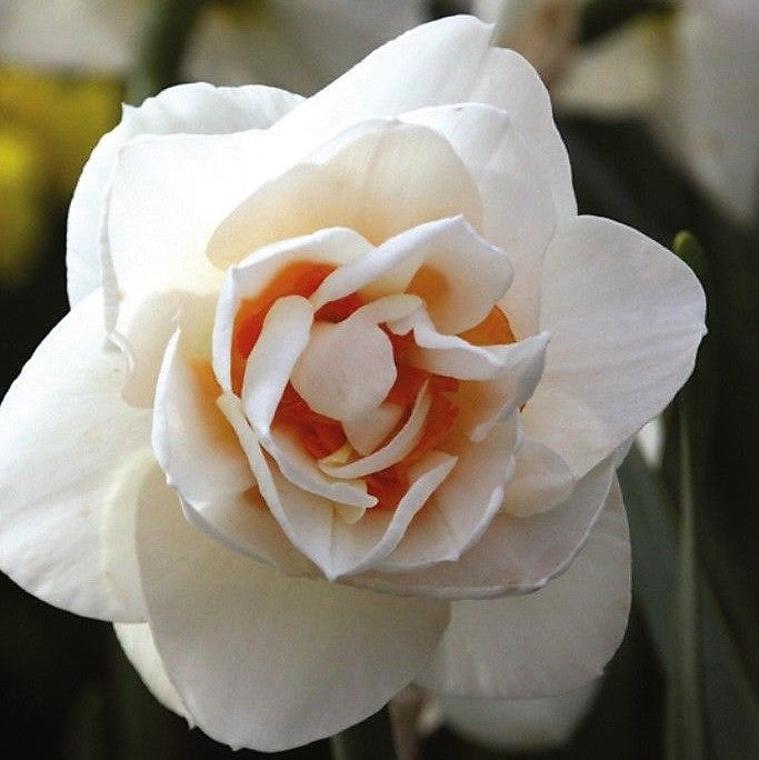 Daffodil - Gaytime