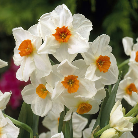Daffodil - Geranium