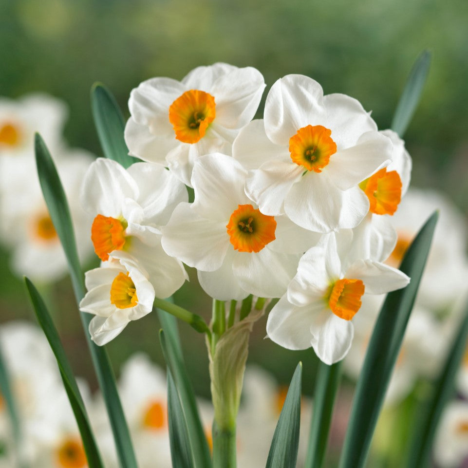 Daffodil - Geranium