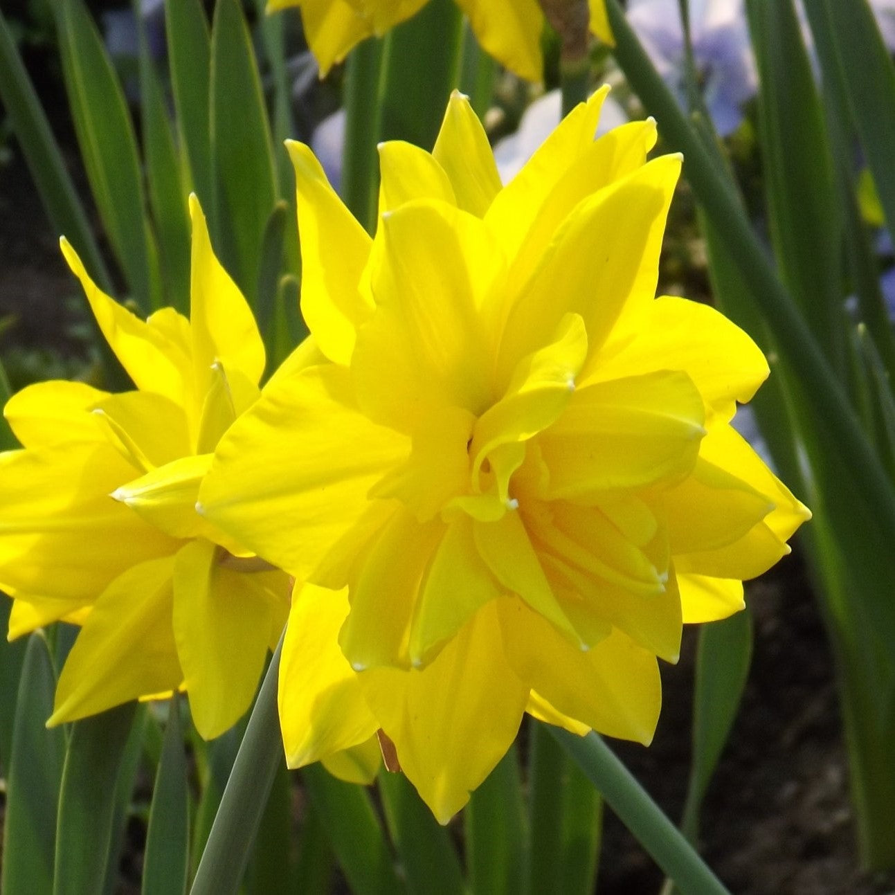 Daffodil - Golden Ducat