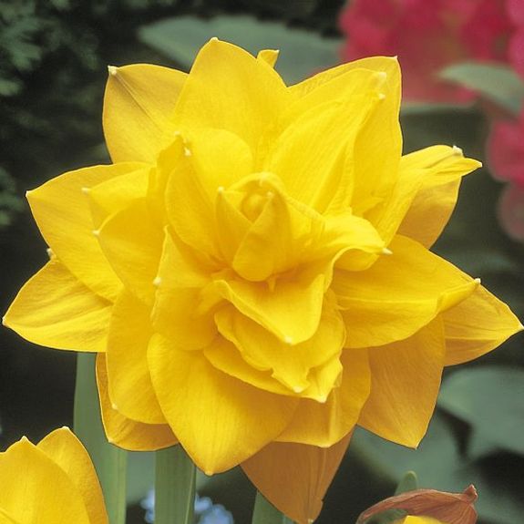Daffodil - Golden Ducat