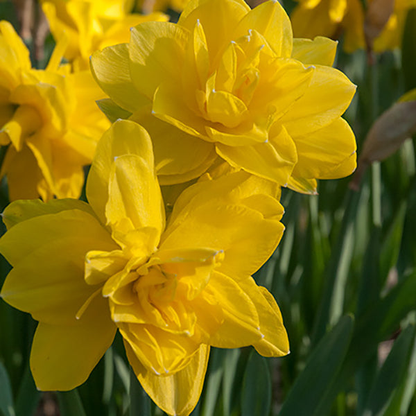 Daffodil - Golden Ducat