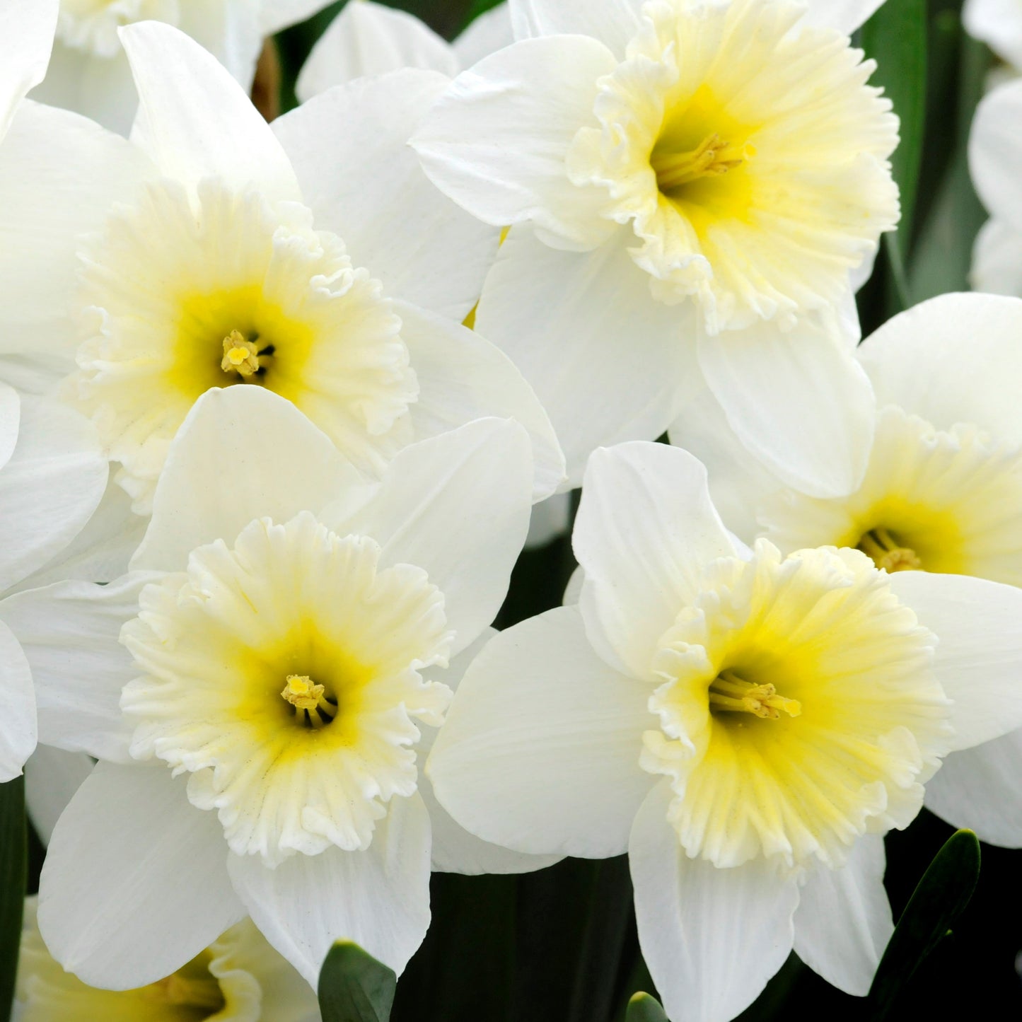 Daffodil - Ice Follies