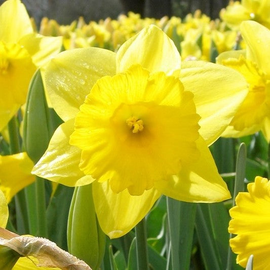 Daffodil - King Alfred