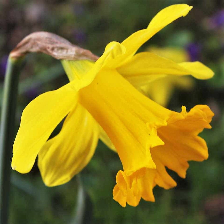 Daffodil - King Alfred