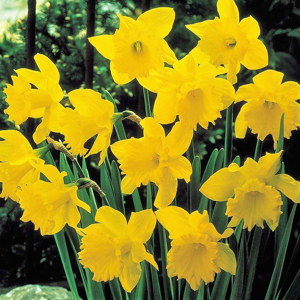 Daffodil - King Alfred