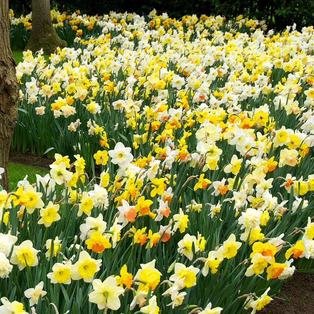 Daffodils - Mixed