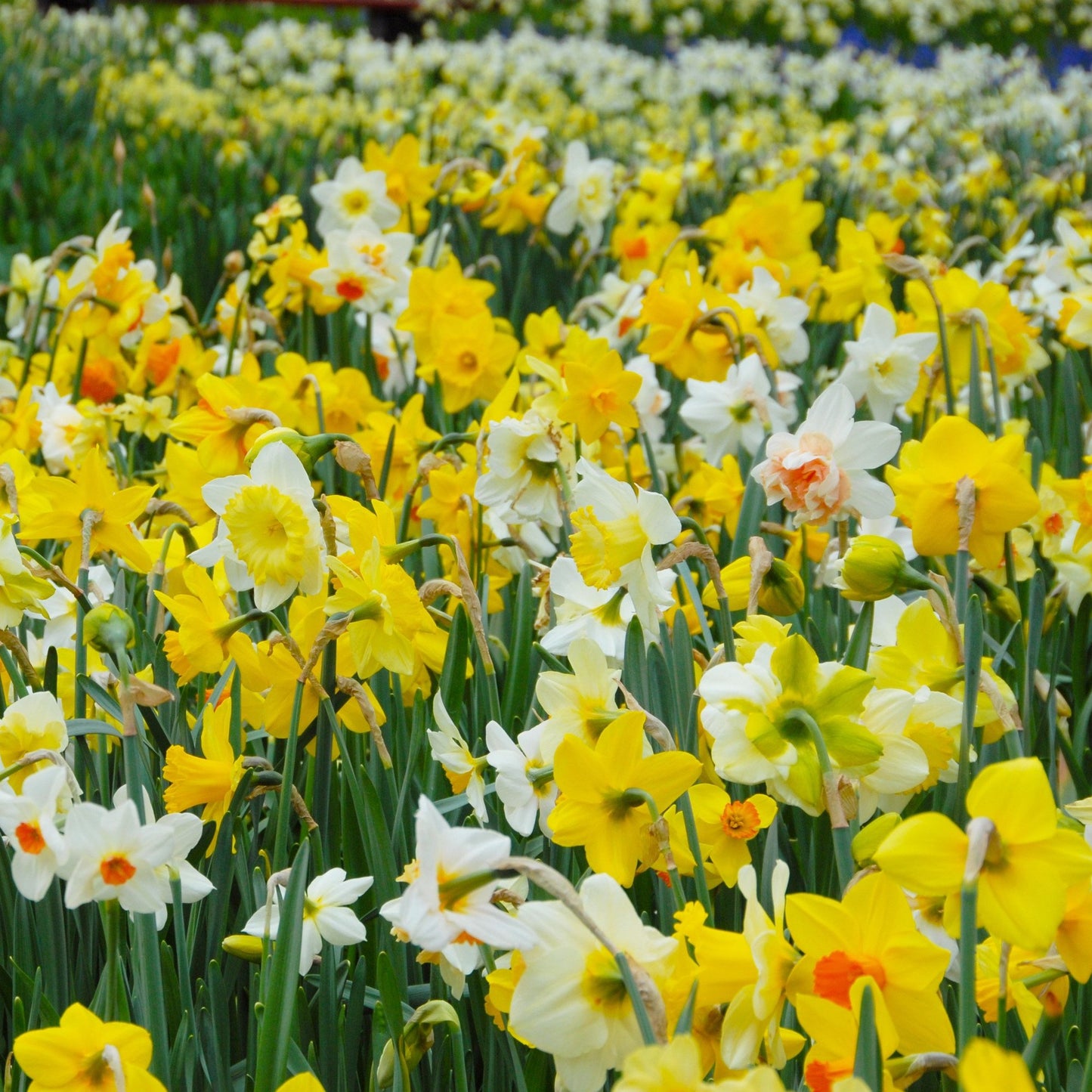 Daffodils - Mixed