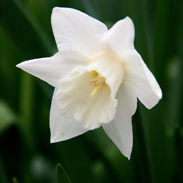 Daffodil - Mount Hood