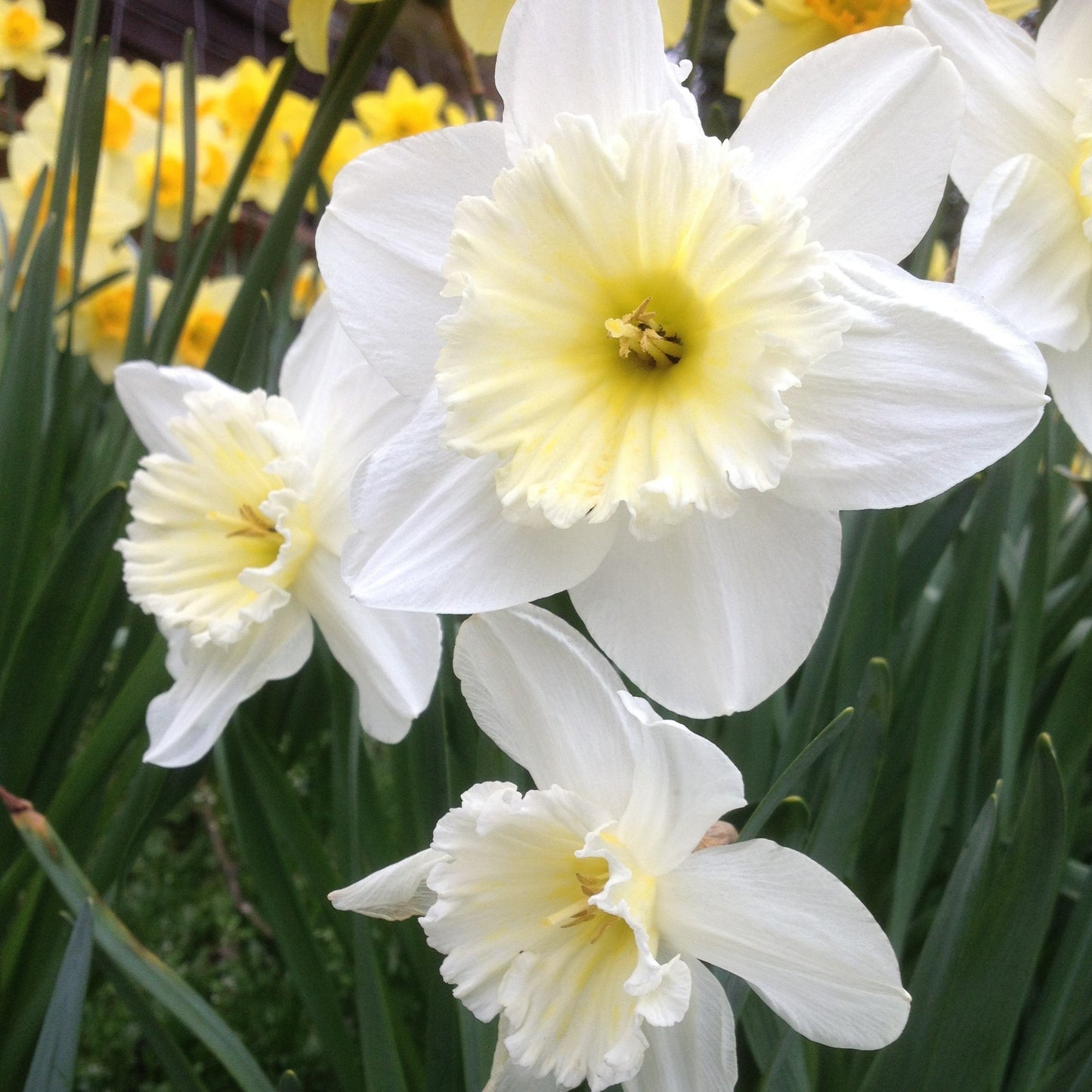 Daffodil - Mount Hood