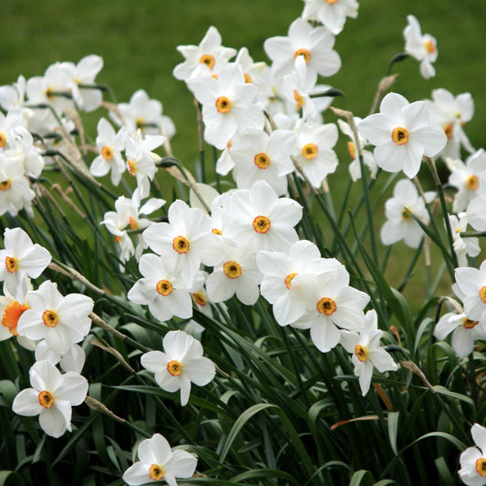 Daffodil - Pheasant Eye
