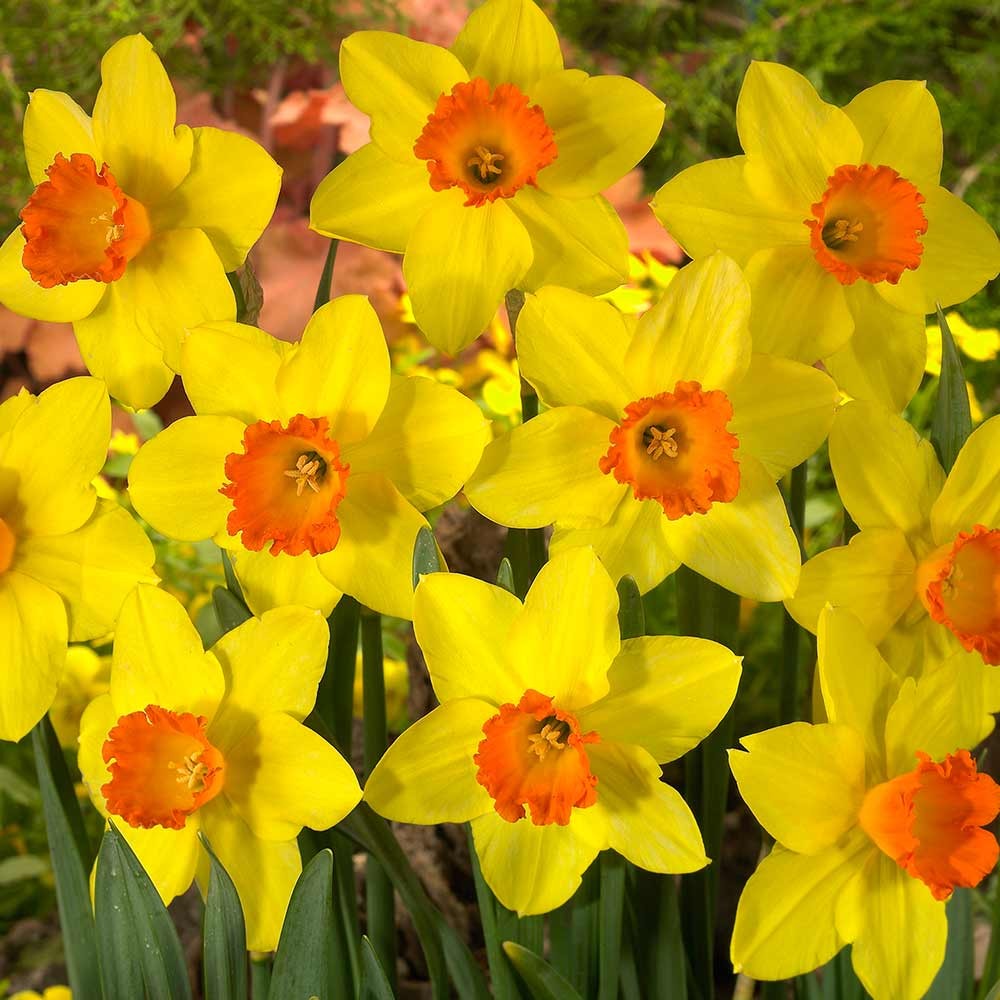 Daffodil - Red Devon