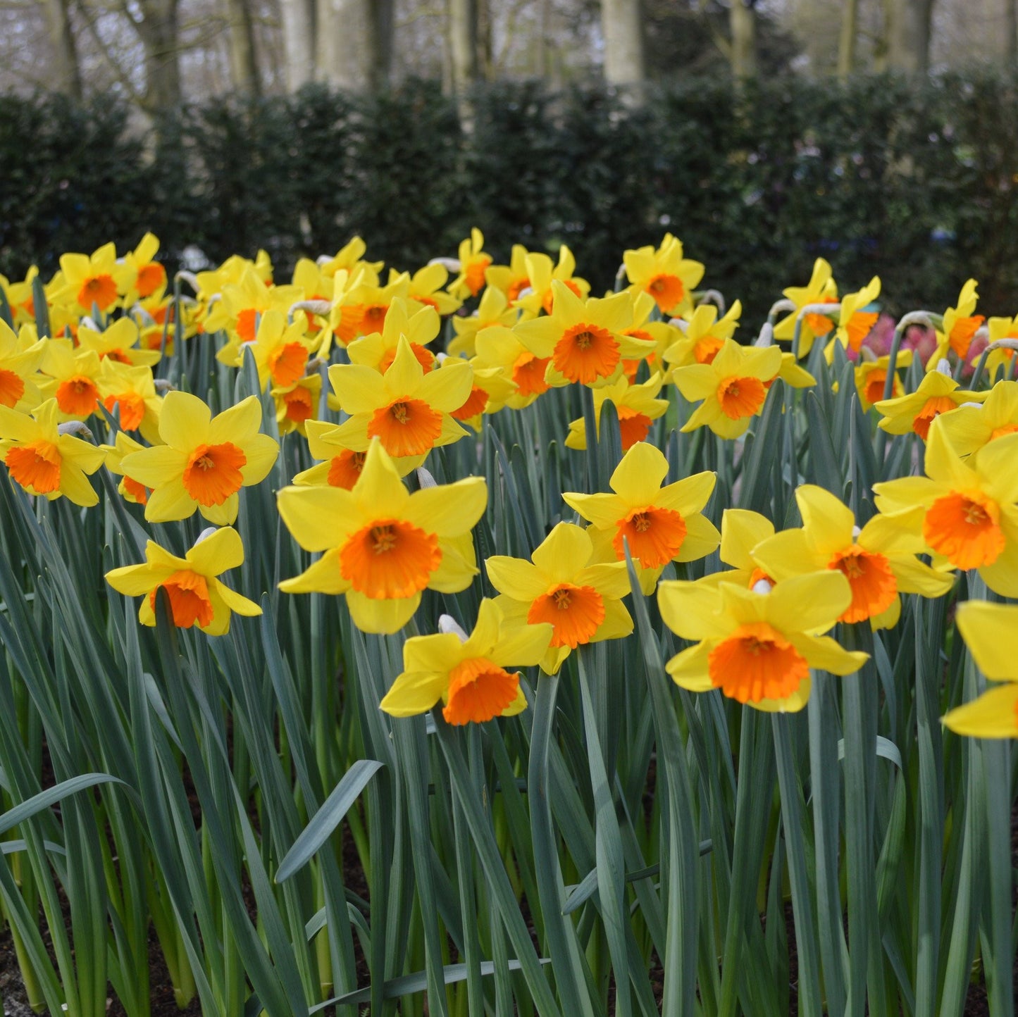 Daffodil - Red Devon