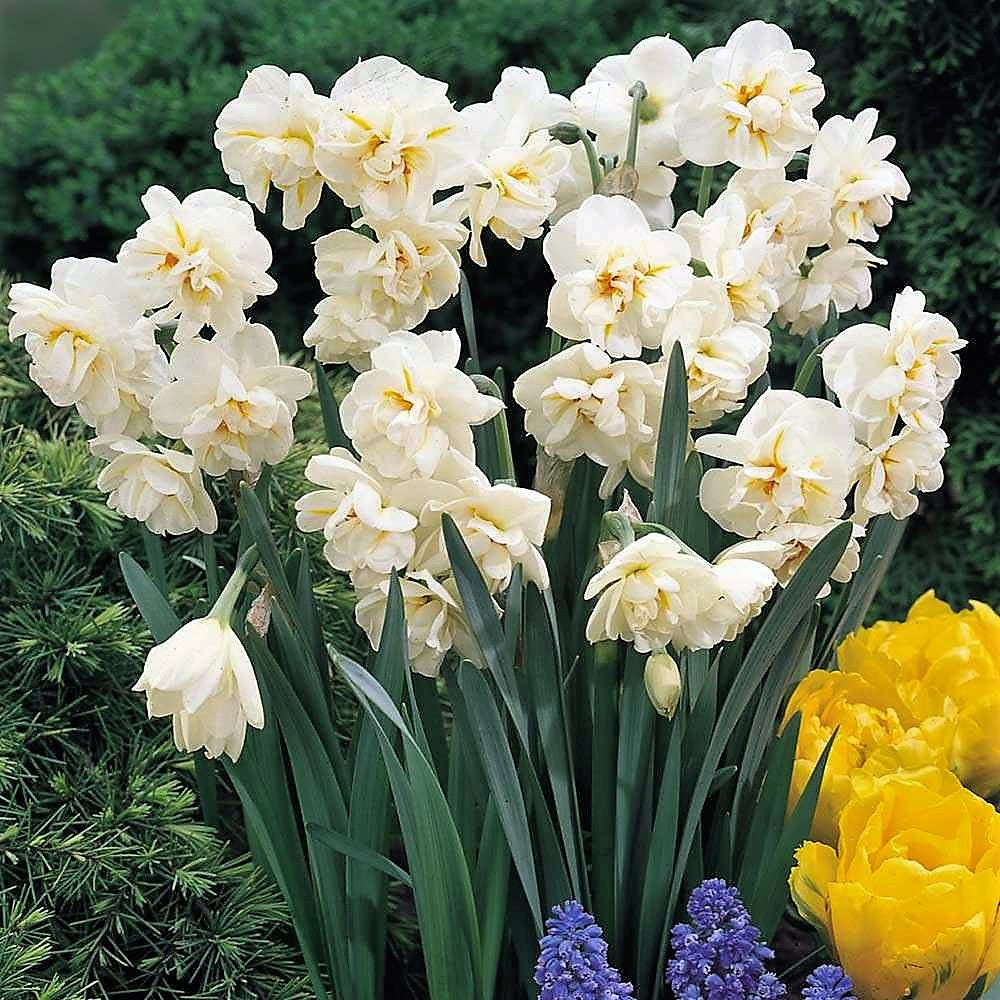 Daffodil - Sir Winston Churchill