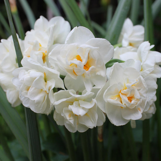 Daffodil - White Cheerfulness