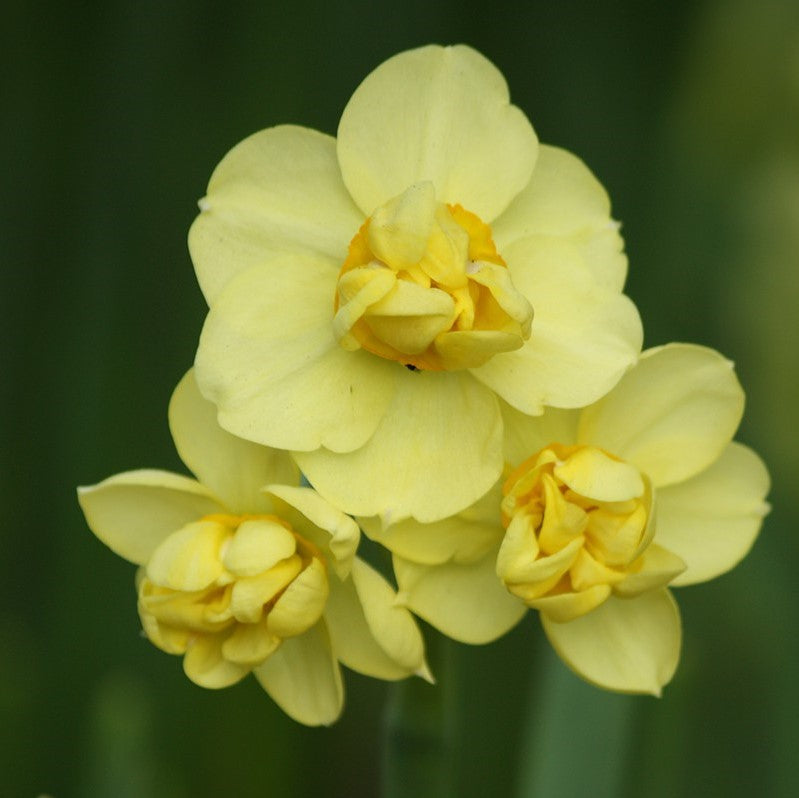 Daffodil - Yellow Cheerfulness
