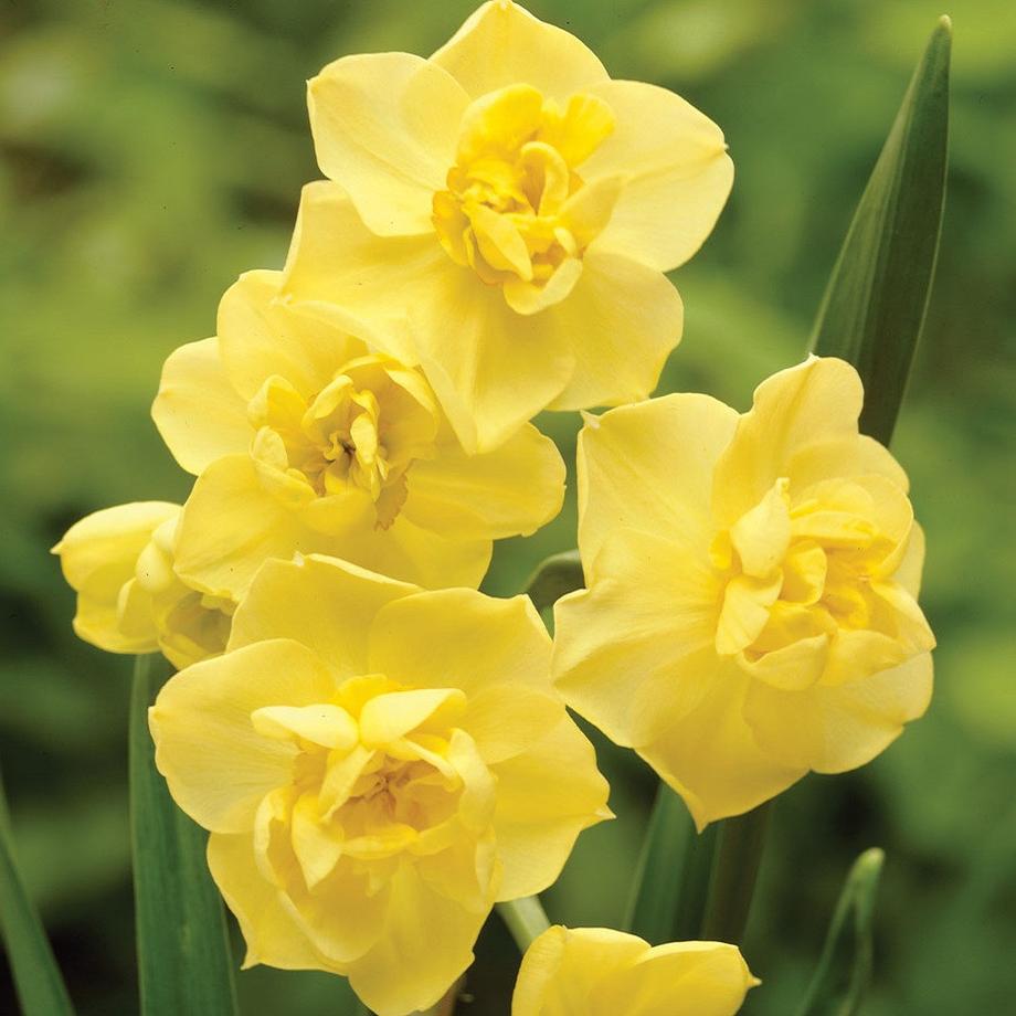 Daffodil - Yellow Cheerfulness