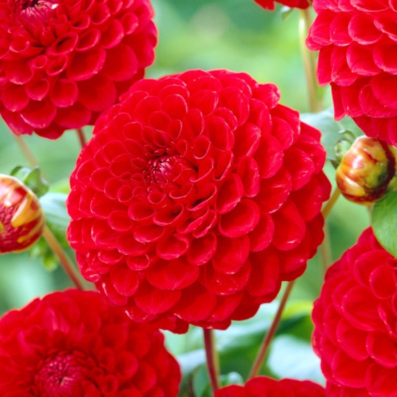 Dahlia Decorative - Nescio