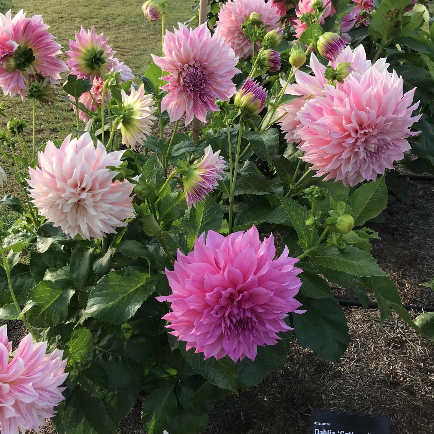 Dahlia Dinnerplate - Café Au Lait Royal