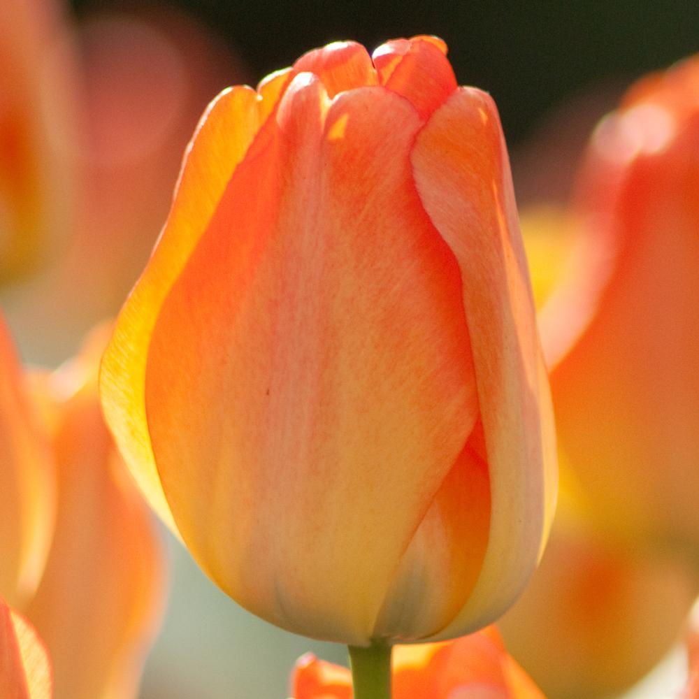 Tulip - Daydream