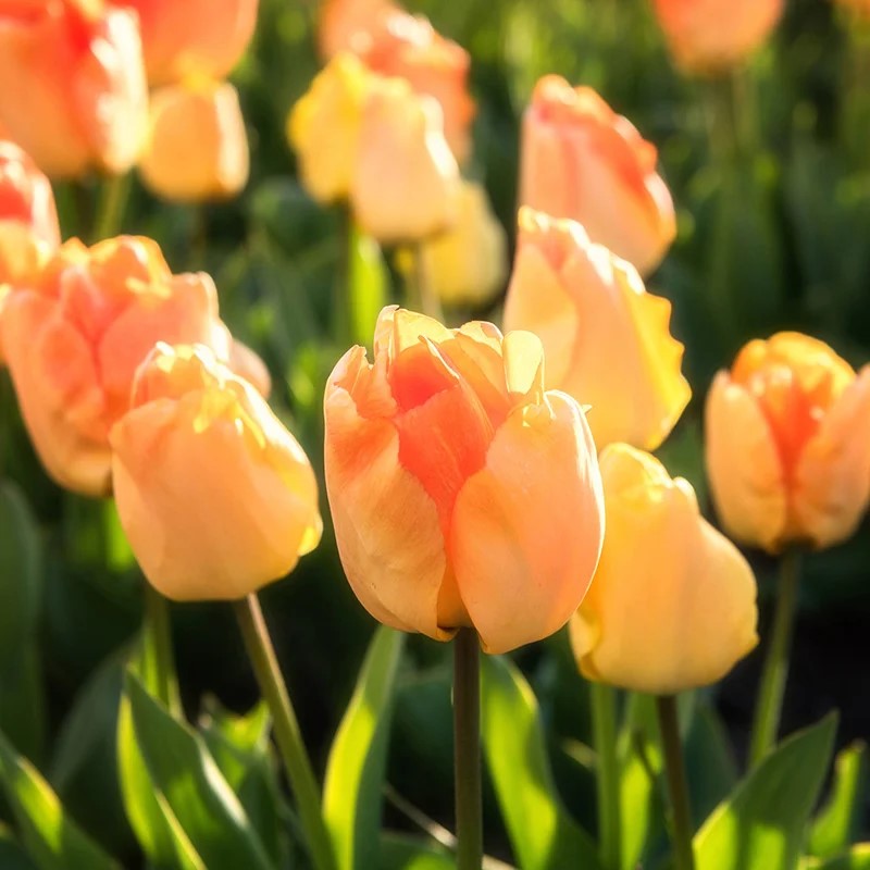 Tulip - Daydream
