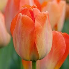 Tulip - Daydream