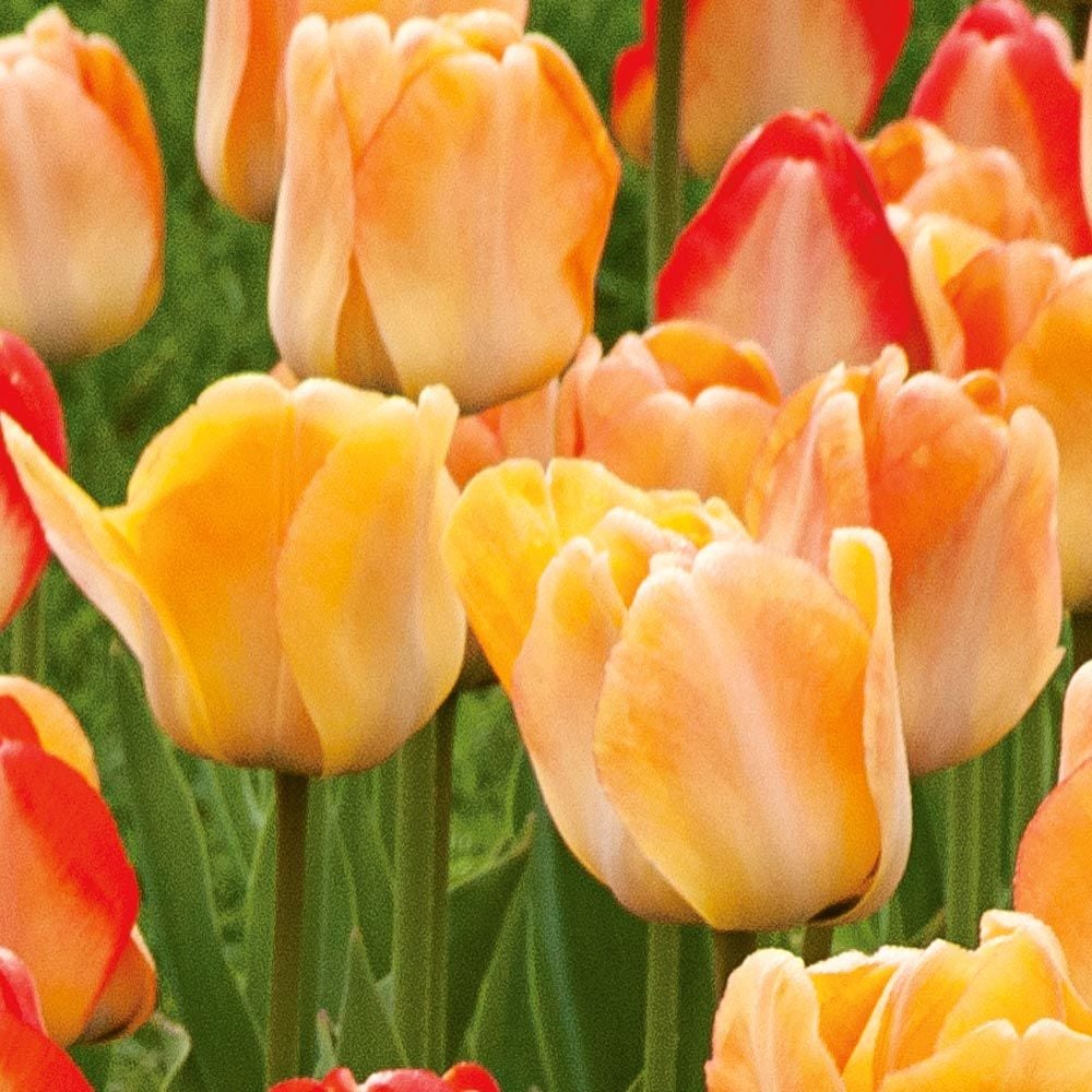 Tulip - Daydream