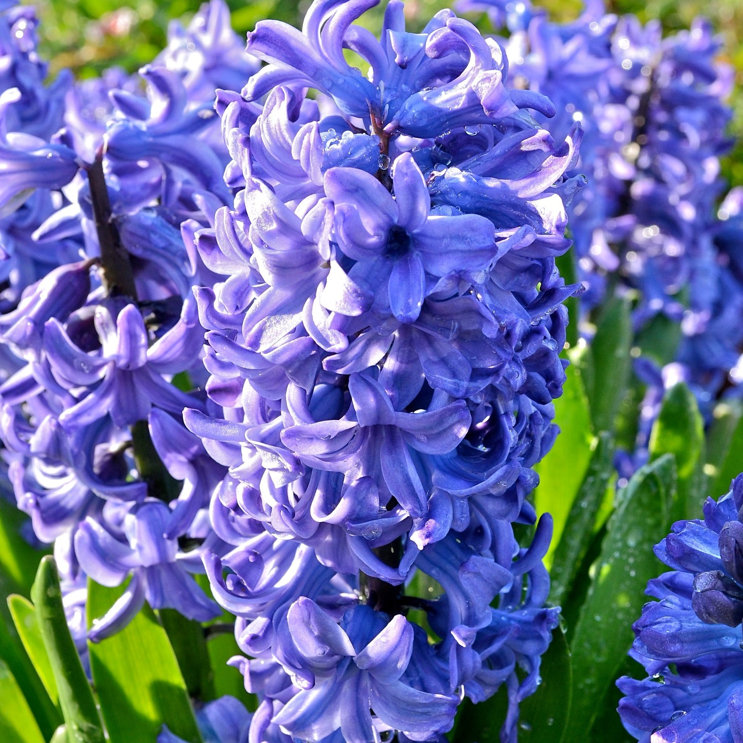 Hyacinth - Delft Blue