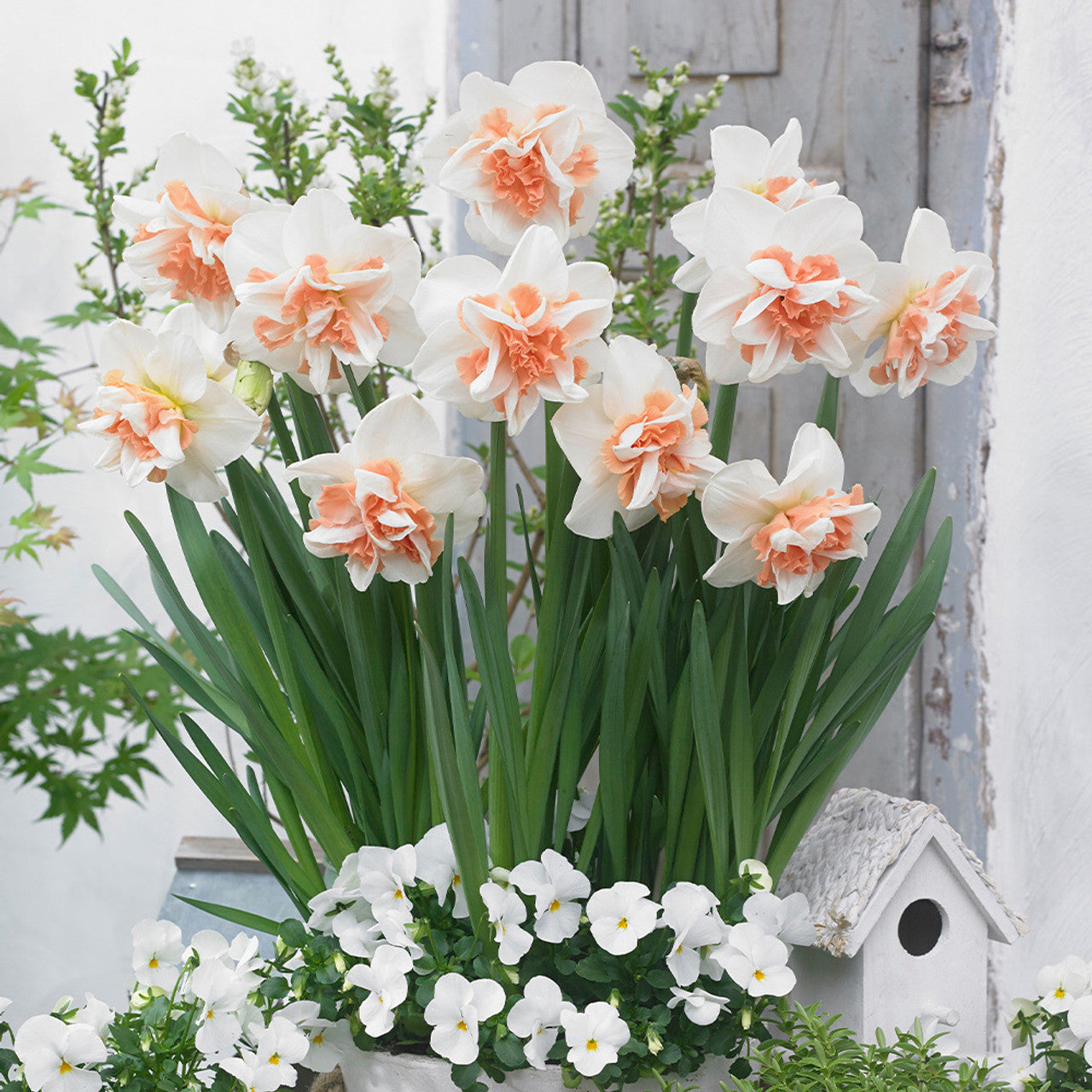 Daffodil - Delnashaugh