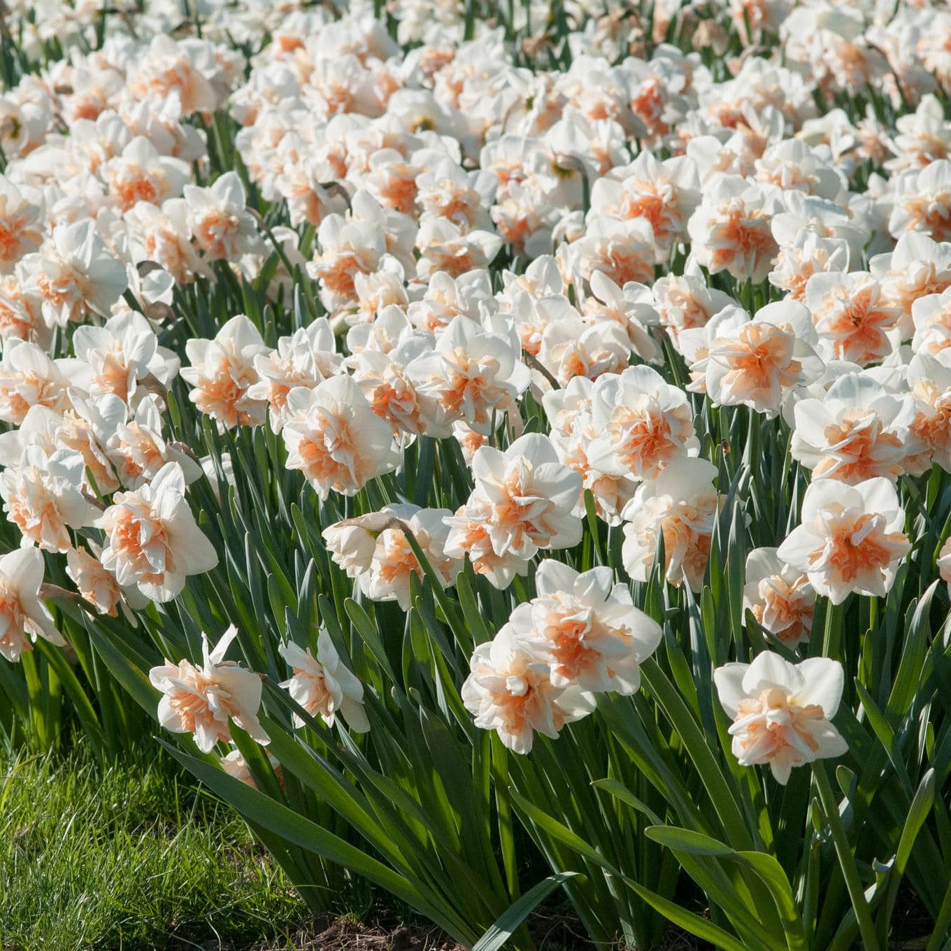 Daffodil - Delnashaugh