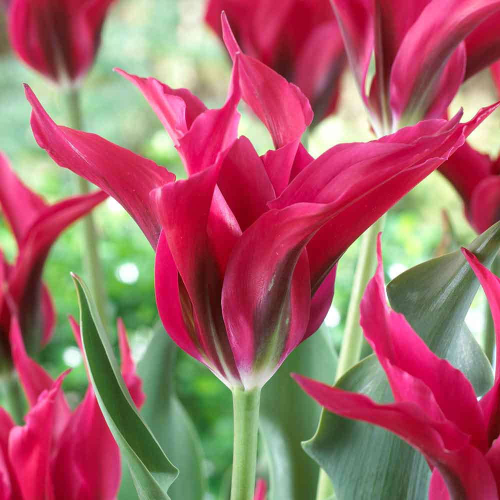 Tulip - Dolls Minuet