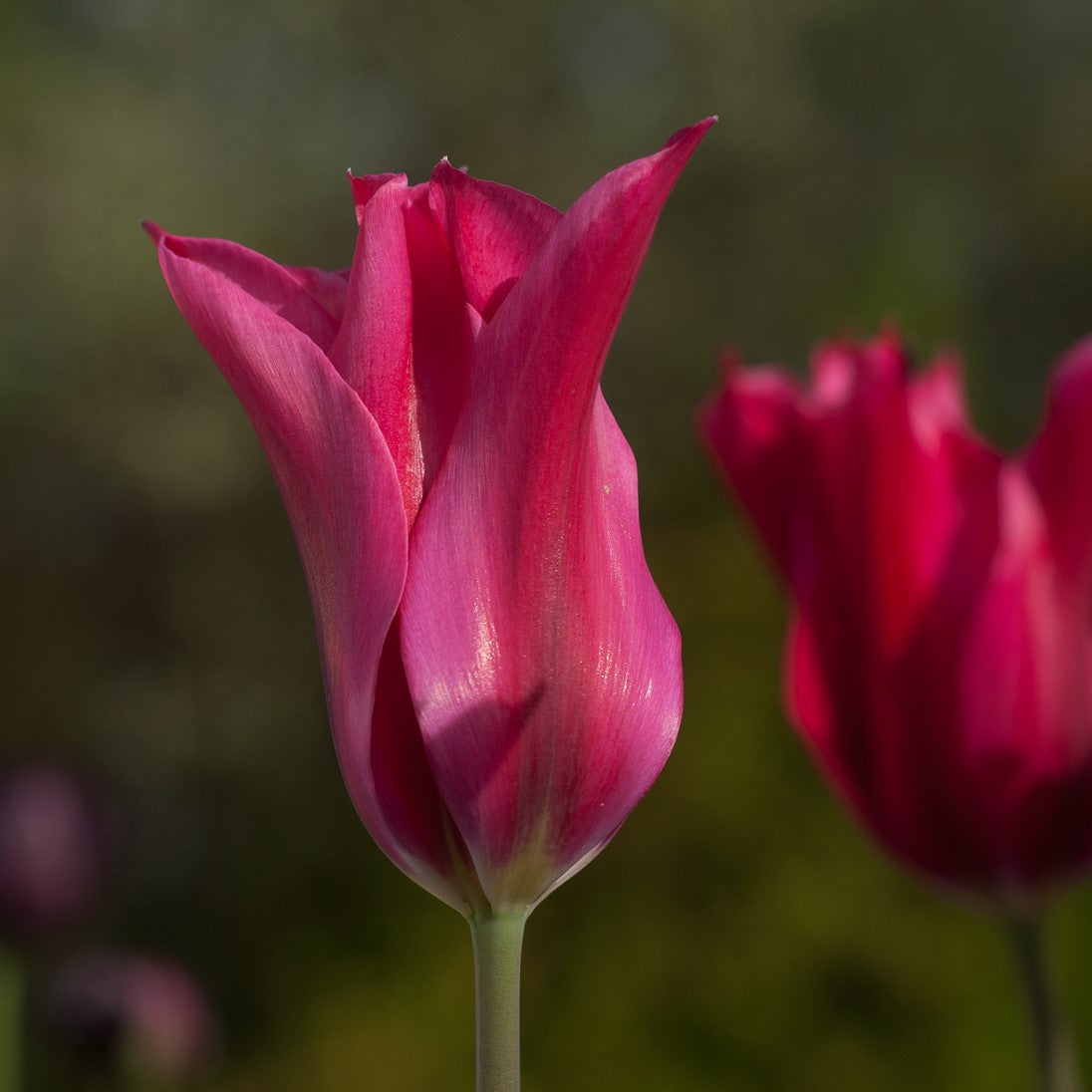 Tulip - Dolls Minuet