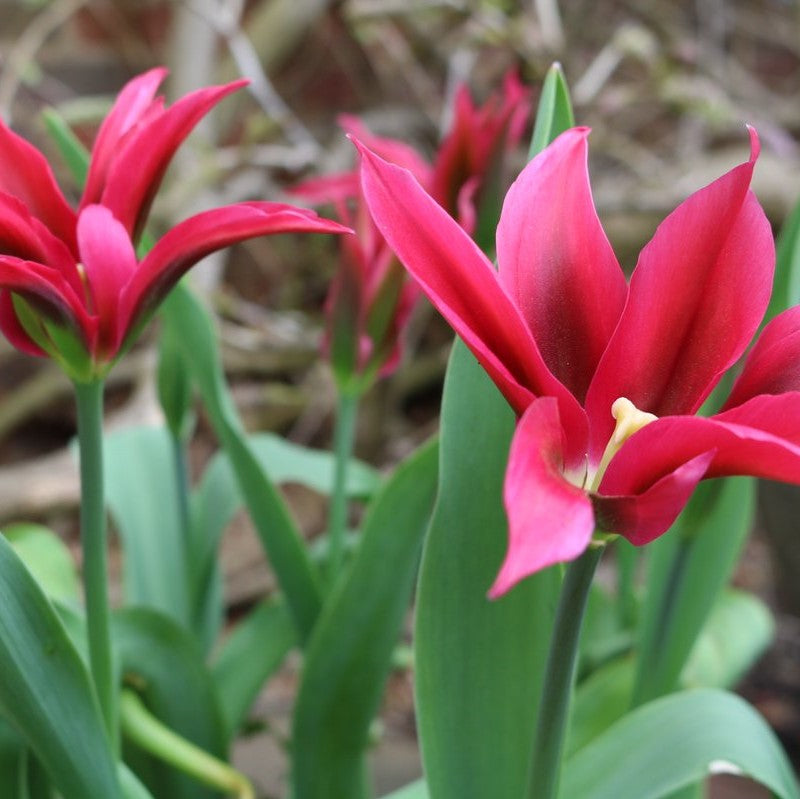 Tulip - Dolls Minuet