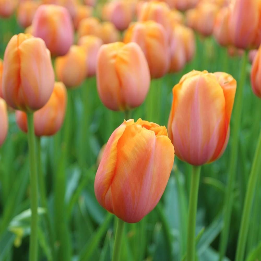 Tulip - Dordogne