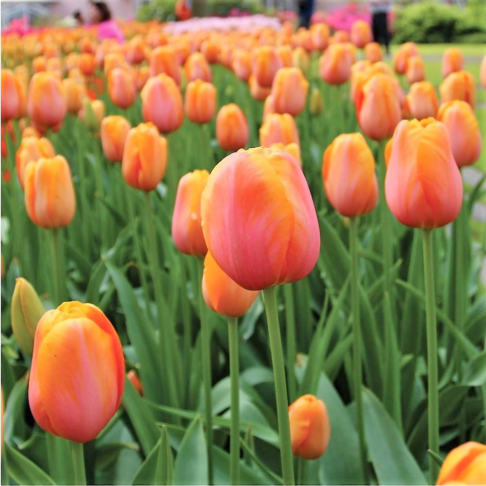 Tulip - Dordogne
