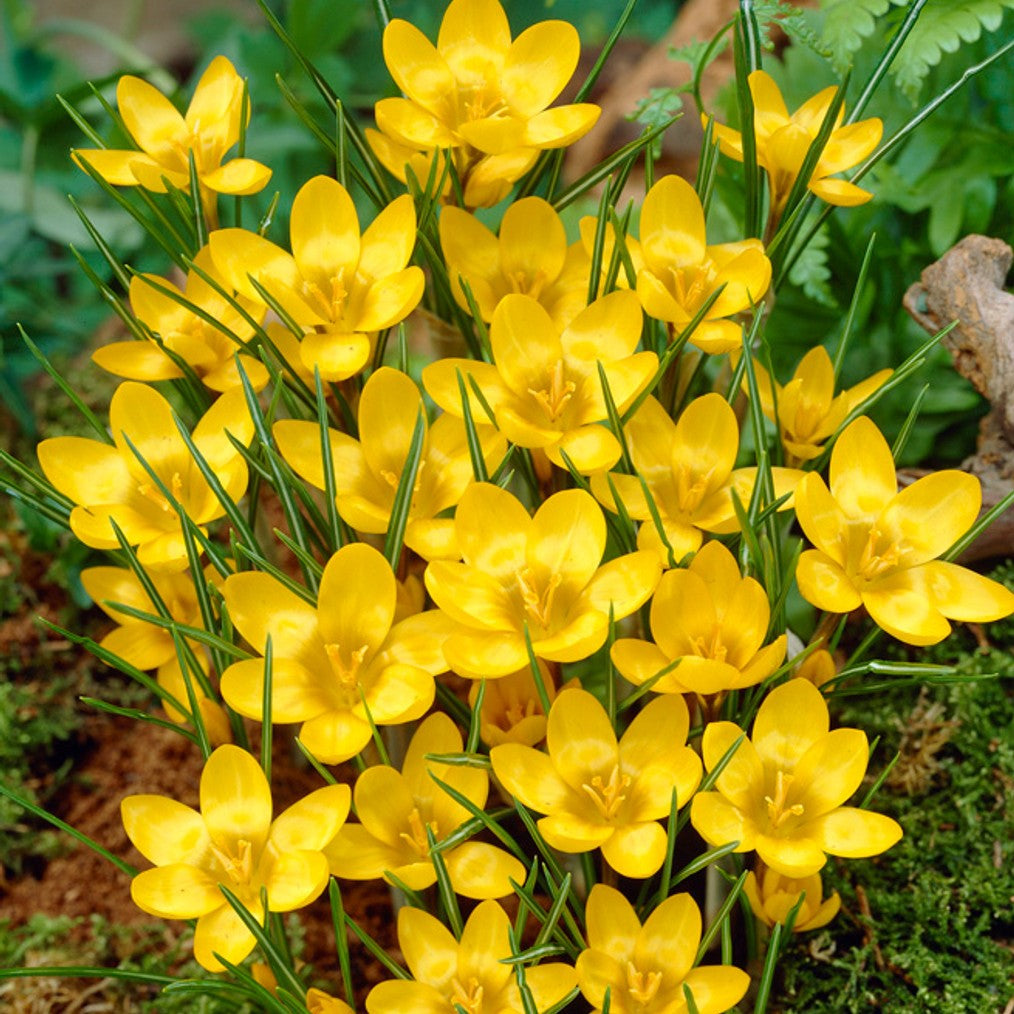 Crocus - Dorothy