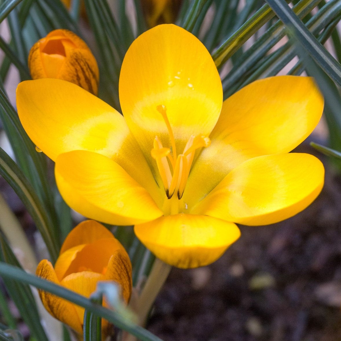 Crocus - Dorothy