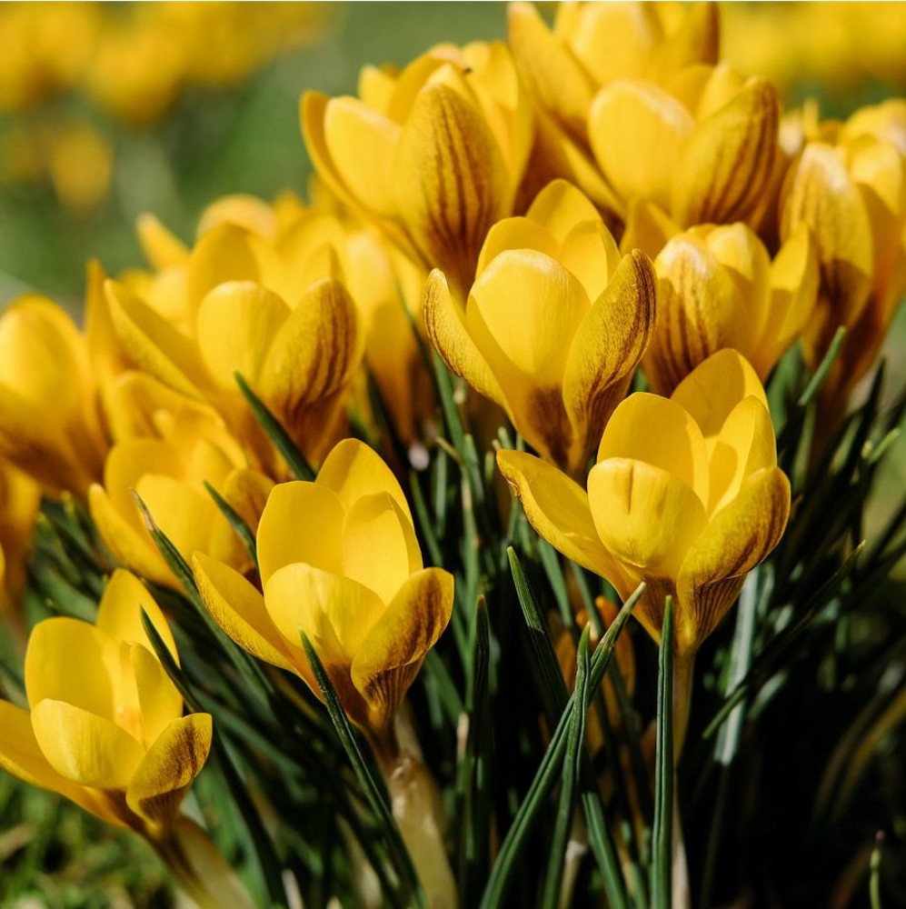 Crocus - Dorothy