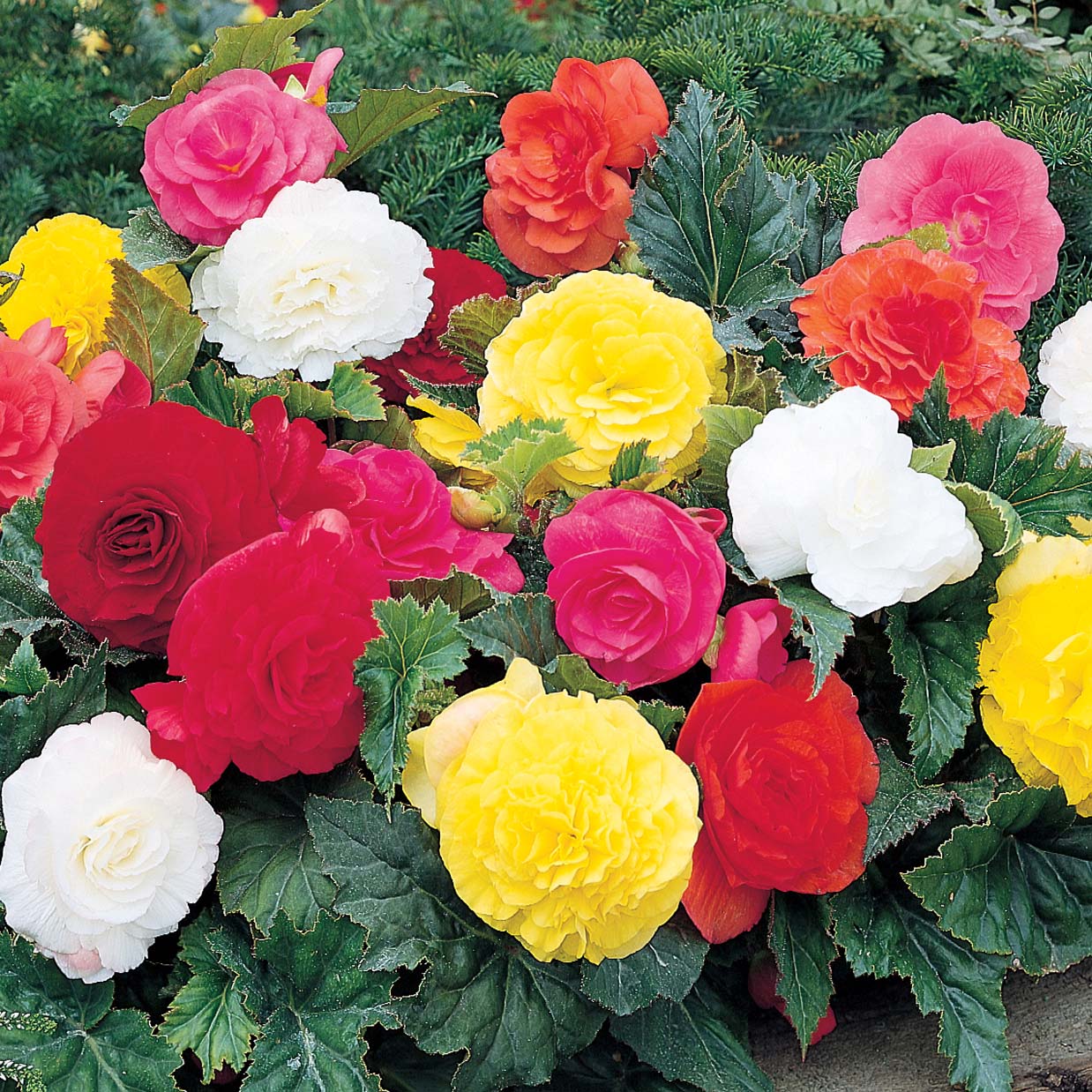 Double Begonia - Mixed