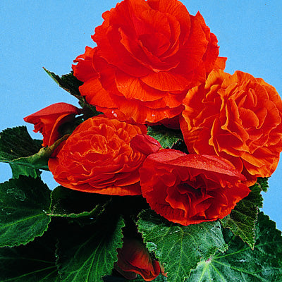 Double Begonia - Orange