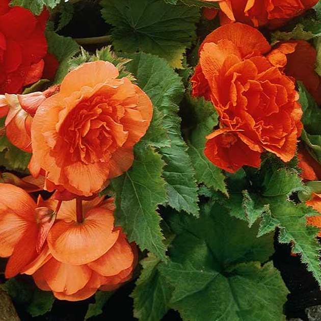 Double Begonia - Orange