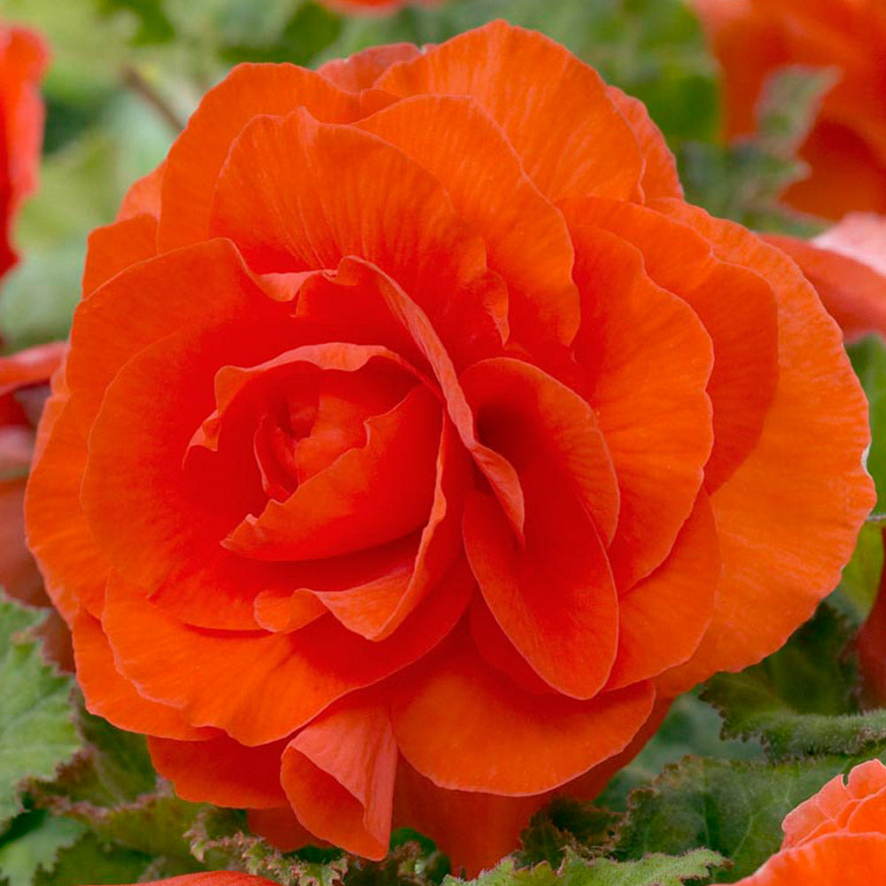 Double Begonia - Orange