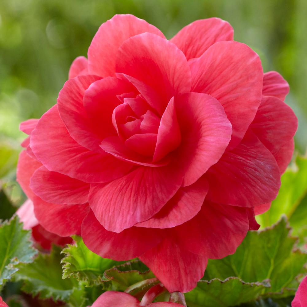 Double Begonia - Pink