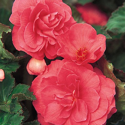 Double Begonia - Pink
