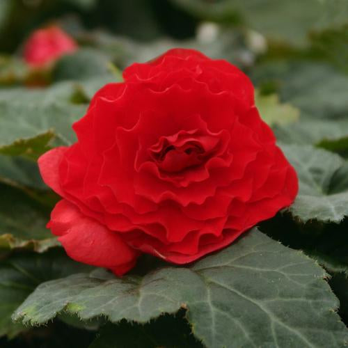 Double Begonia - Red