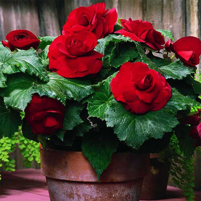 Double Begonia - Red