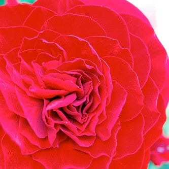 Double Begonia - Red