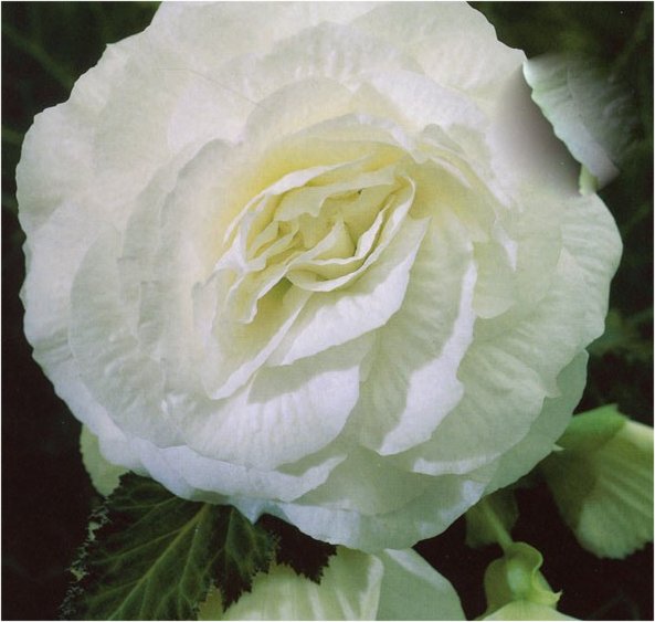 Double Begonia - White