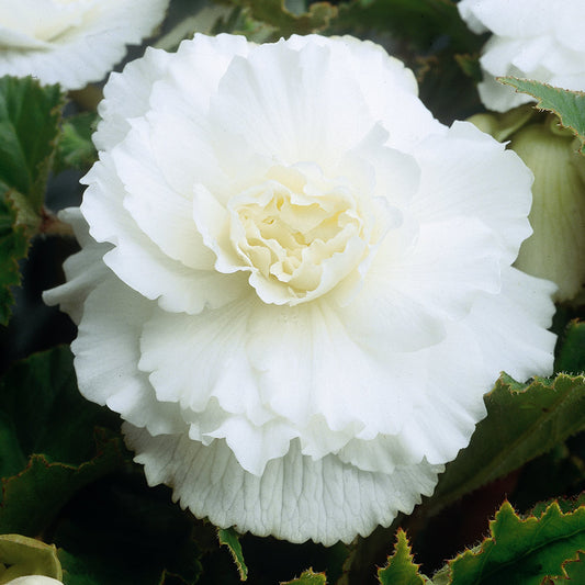 Double Begonia - White